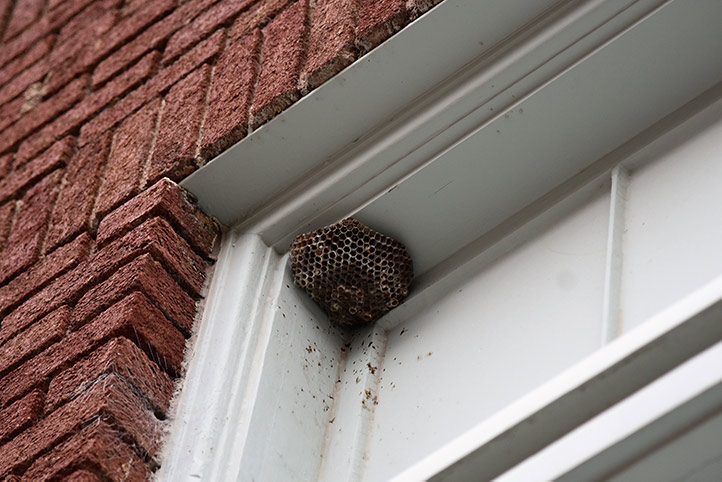 We provide a wasp nest removal service for domestic and commercial properties in Blackfriars.